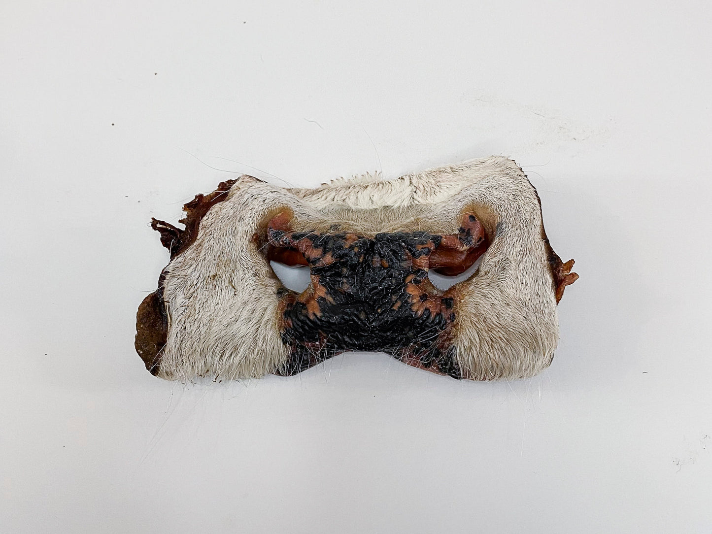 Dehydrated Beef Snout