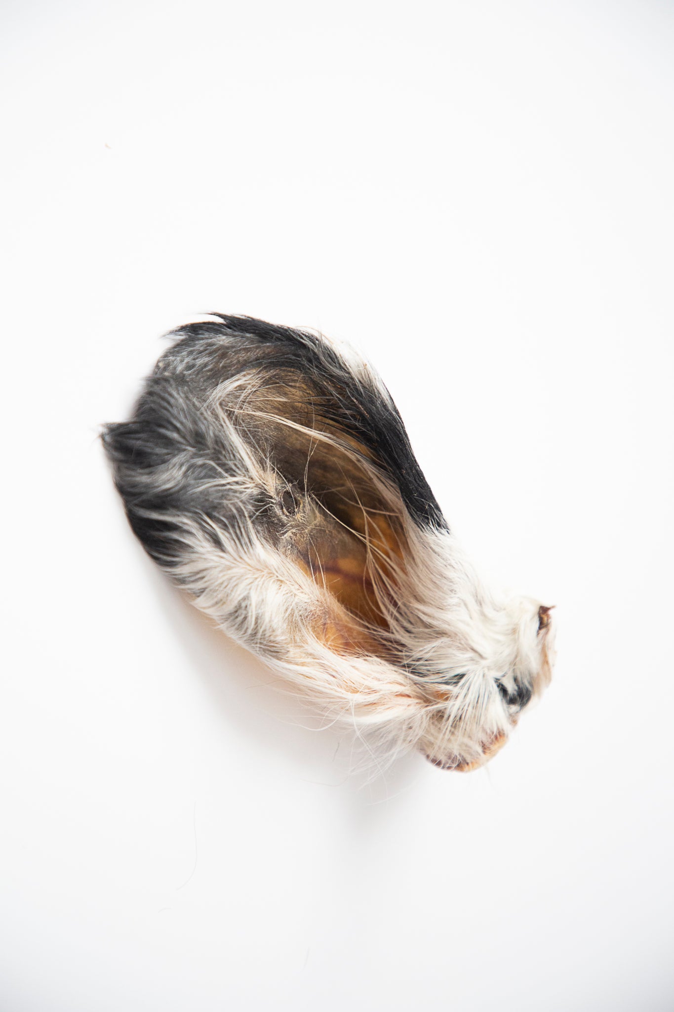 Dehydrated Beef Ears with Fur
