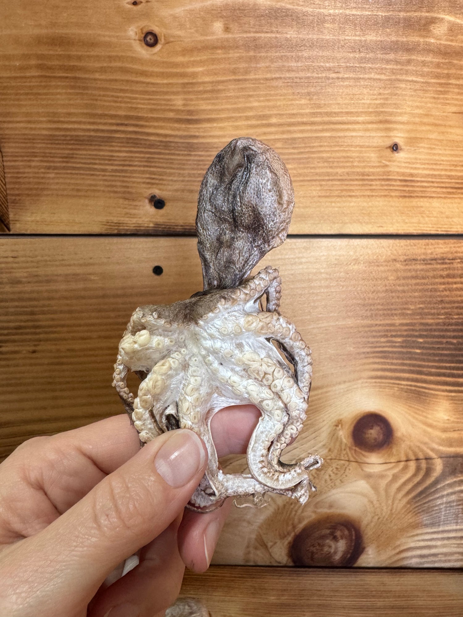 Freeze Dried Octopus