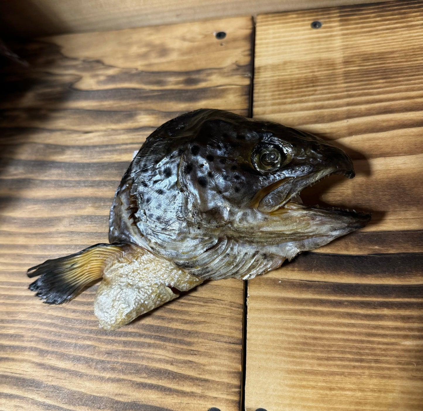 Dehydrated Salmon Head