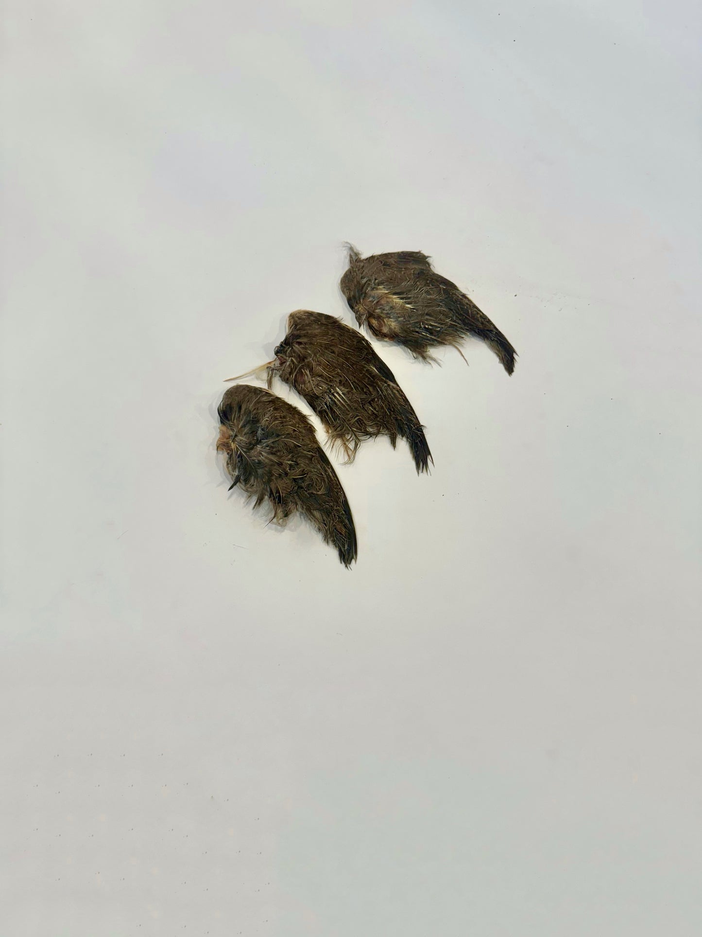 Dehydrated Quail Wings