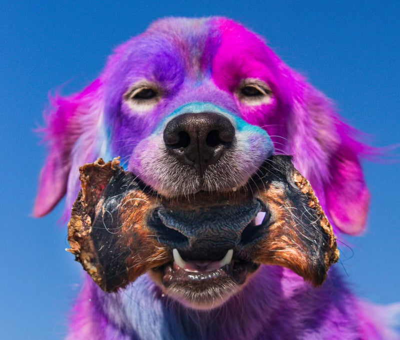 Dehydrated Beef Snout