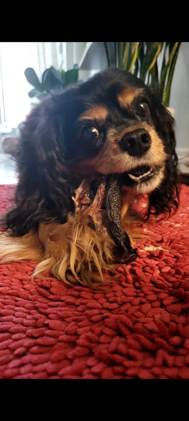 Dehydrated Beef Snout