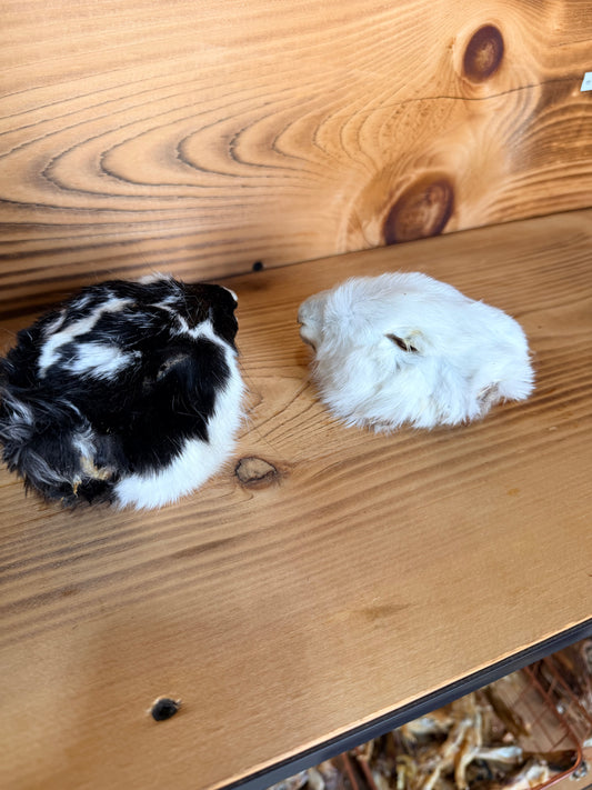 Earless Furry Rabbit Heads