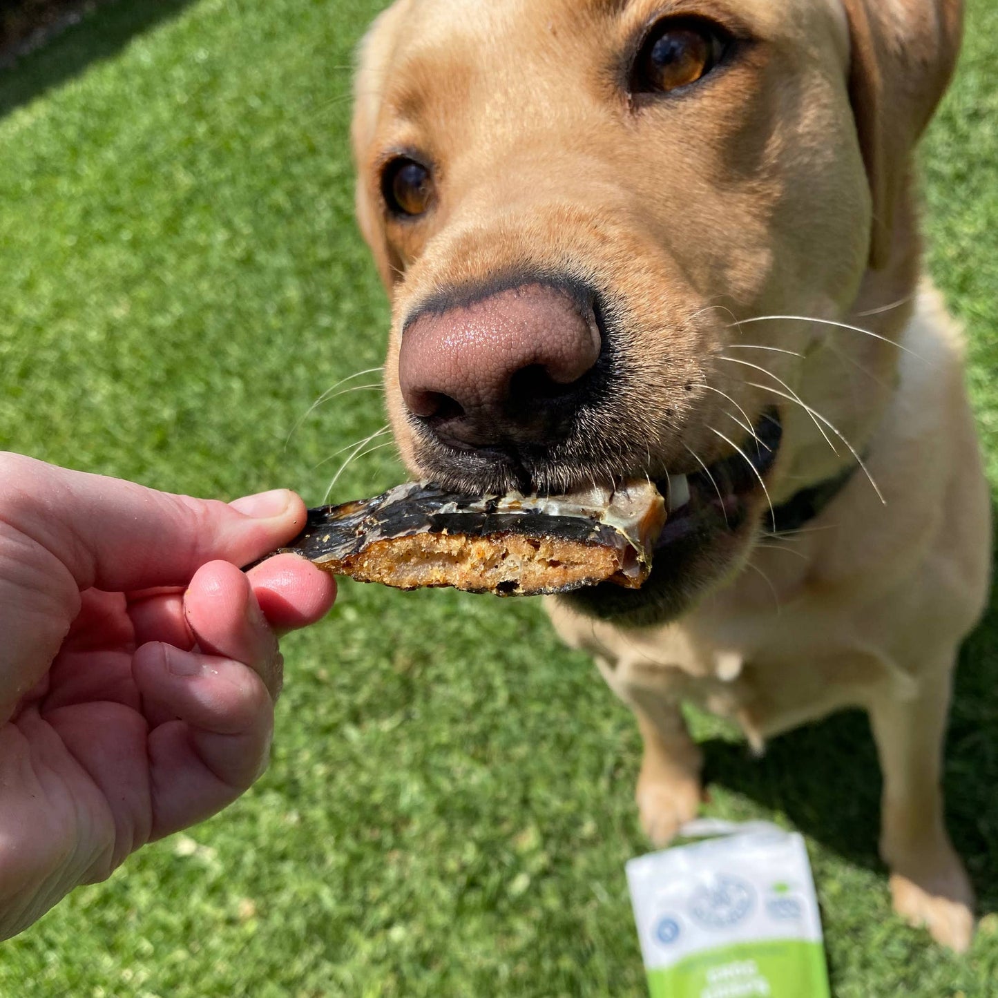 Croc Crisps - Crocodile Chips - New