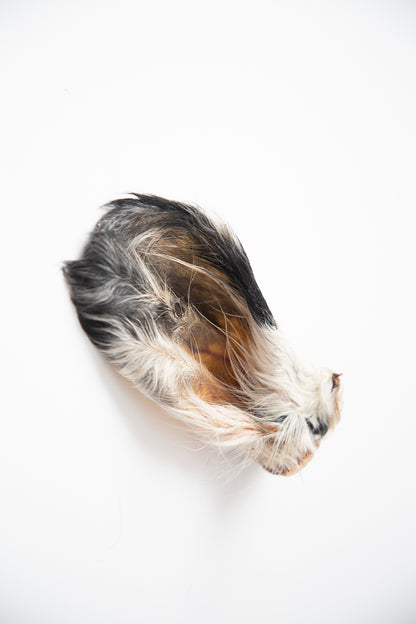 Dehydrated Beef Ears with Fur