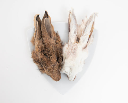Dehydrated Rabbit Head