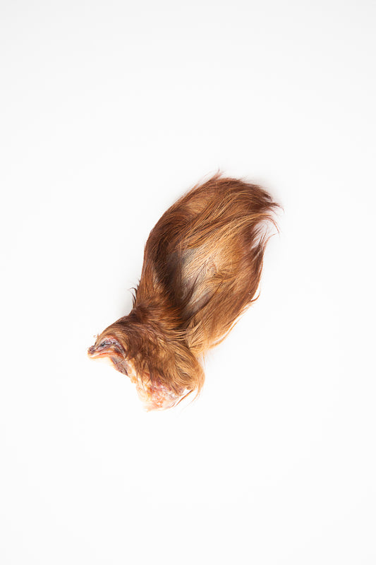 Dehydrated Beef Ears with Fur
